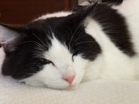 My little ragdoll mix cat. I adore his pink nose.